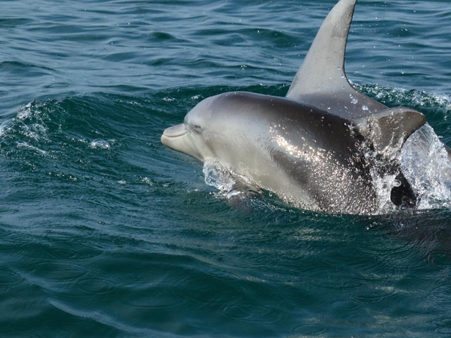 15. かづさイルカウォッチング / 南島原