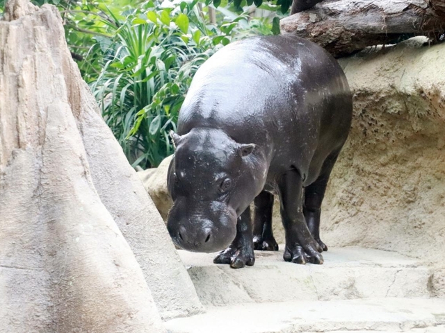 13. 神戸どうぶつ王国 / ポートアイランド
