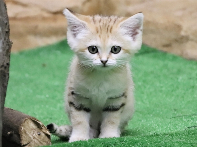 13. 神戸どうぶつ王国 / ポートアイランド