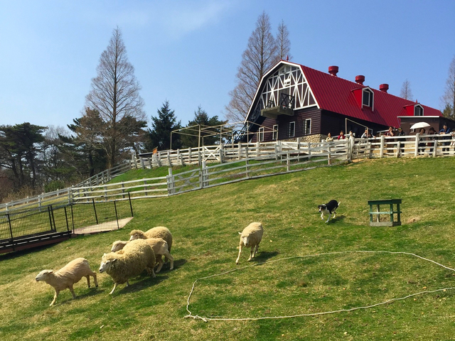 14. 六甲山牧場 / 六甲山・摩耶山