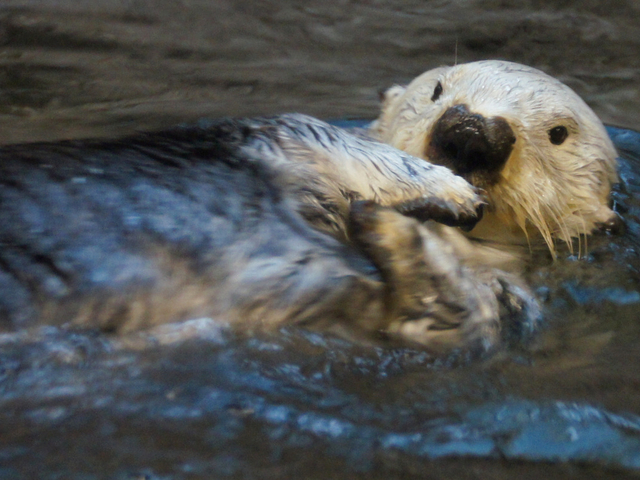 17. 神戸市立須磨海浜水族園