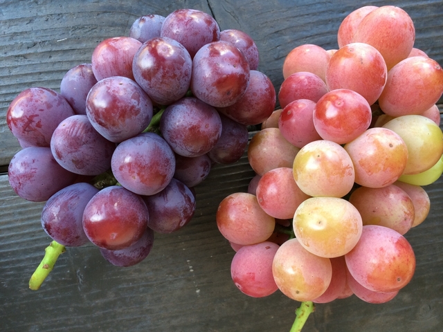 岡山市サウスヴィレッジ