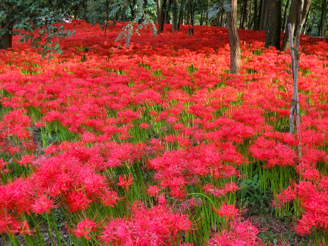 日和田山 / 埼玉 / 秋