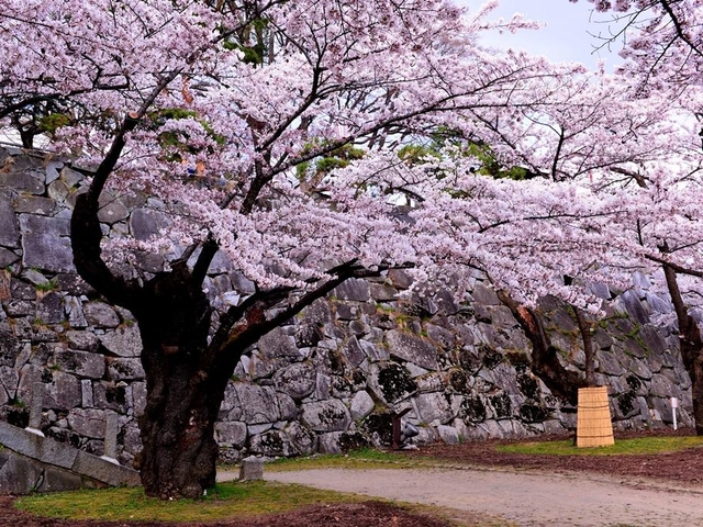 13. 美しい石垣に桜や紅葉が映える憩いの場「盛岡城跡公園(岩手公園)」