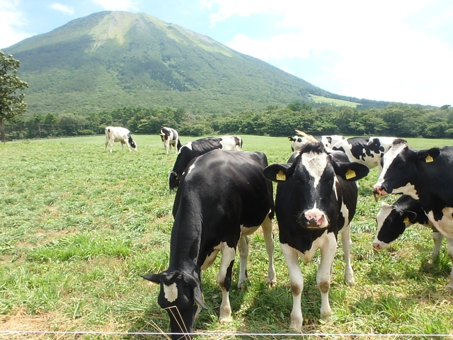 6. 大山の一大パノラマを背景に開放感を味わう「大山まきばみるくの里」