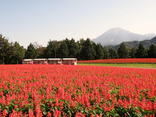 11. 国内最大級のフラワーパークで思わずうっとり「鳥取県立フラワーパークとっとり花回廊」