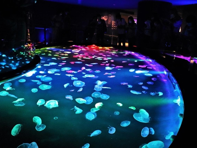 6. ペンギンたちが間近に！ 新感覚のクラゲ水槽も必見「すみだ水族館」