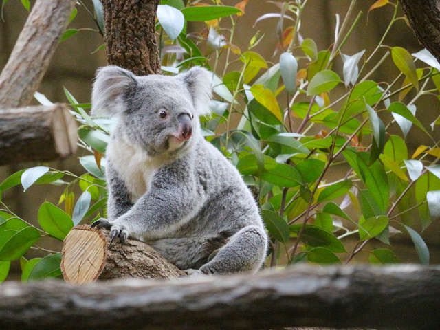 8. 東山動物園 / 東部