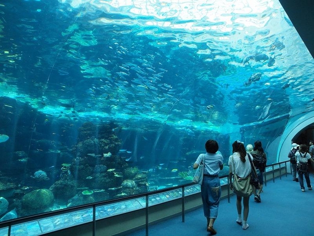 12. 名古屋港水族館 / 名古屋港