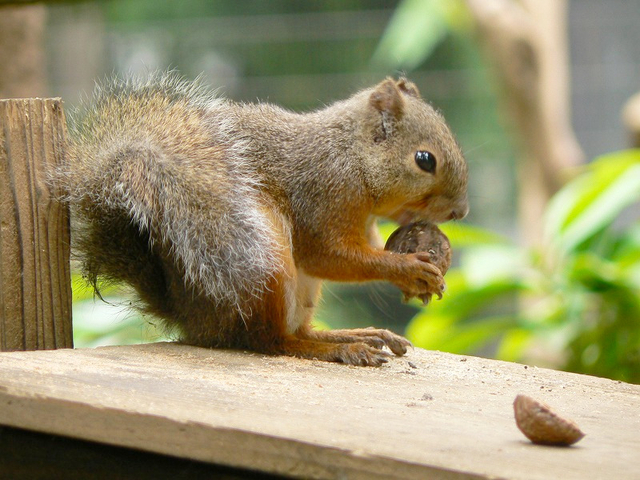 井の頭自然文化園