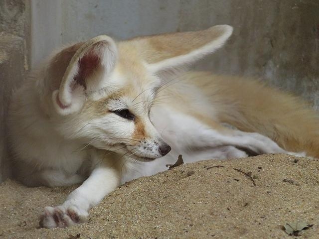 井の頭自然文化園