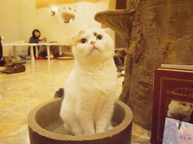 キャットカフェ てまりのおしろ(吉祥寺プティット村)