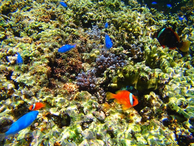 6. シュノーケルならココ！ たくさんの魚に出会える「吉野海岸」