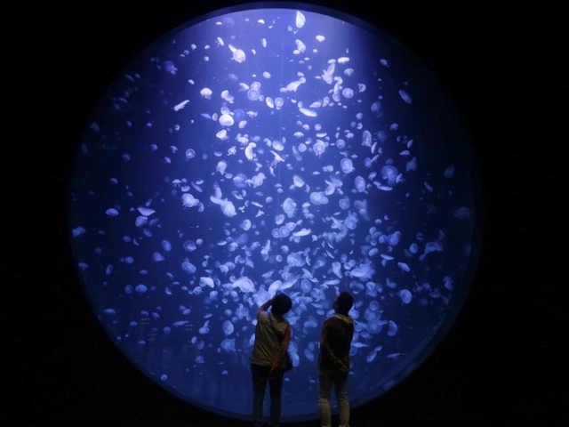 鶴岡市立加茂水族館