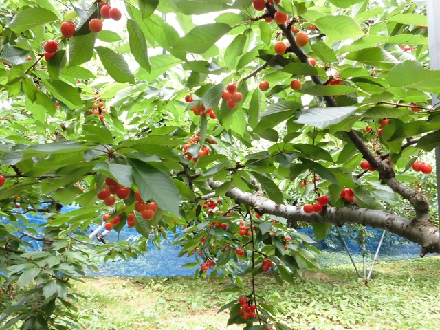 サクランボ狩り