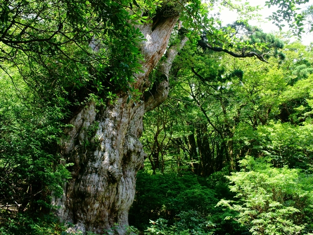 15. 縄文杉のそびえる原生林に広がる幻想的な景観「屋久島」 / 種子島・屋久島エリア