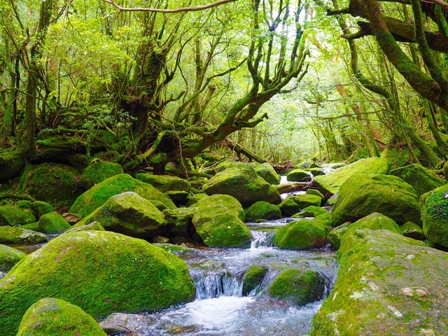 15. 縄文杉のそびえる原生林に広がる幻想的な景観「屋久島」 / 種子島・屋久島エリア