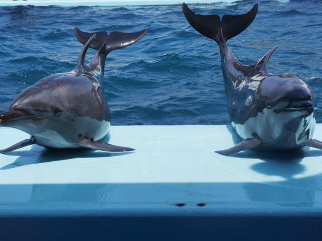 越前松島水族館