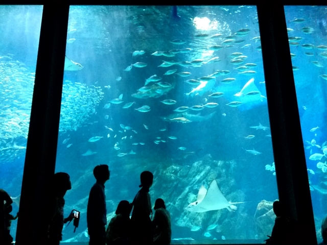 12. 大きな水槽の前でのんびり癒やしの時間「マリンワールド海の中道」