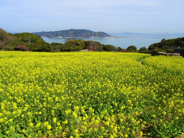 13. 季節の花々が咲き誇る福岡から10分の離島「能古島」