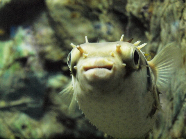 下関市立しものせき水族館 海響館