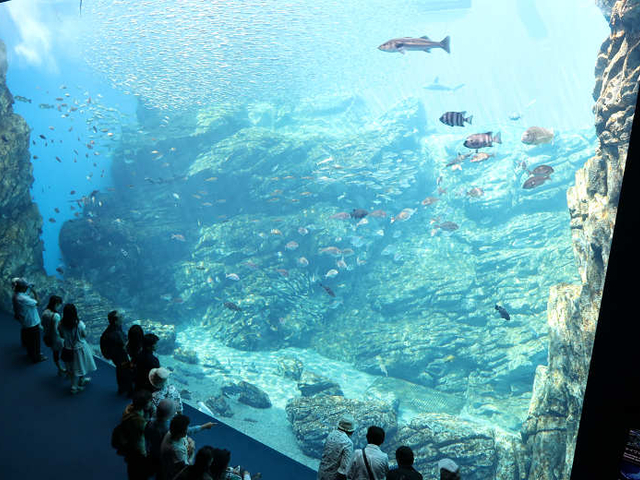 6. 東北最大級！ 三陸の海を再現した大水槽は必見「仙台うみの杜水族館」