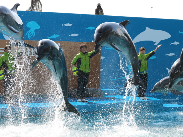 6. 東北最大級！ 三陸の海を再現した大水槽は必見「仙台うみの杜水族館」