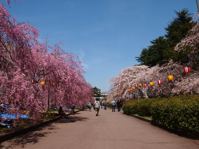 10. シダレザクラが美しい歴史ある桜の名所「榴岡公園(つつじがおか)」