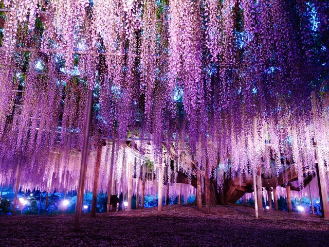 あしかがフラワーパーク