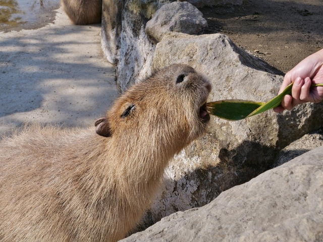 那須どうぶつ王国