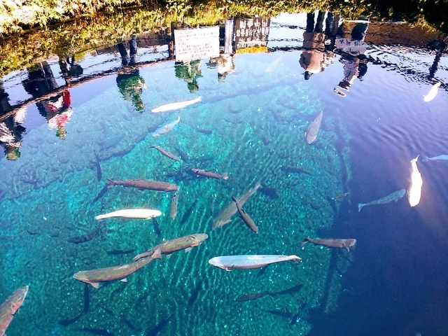 2. 富士山の噴火活動で生まれた美しい8つの池「忍野八海(おしのはっかい)」