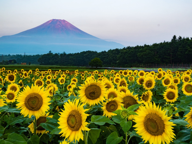 11. 富士山と季節の花々が造る絶景が楽しめる「山中湖 花の都公園」