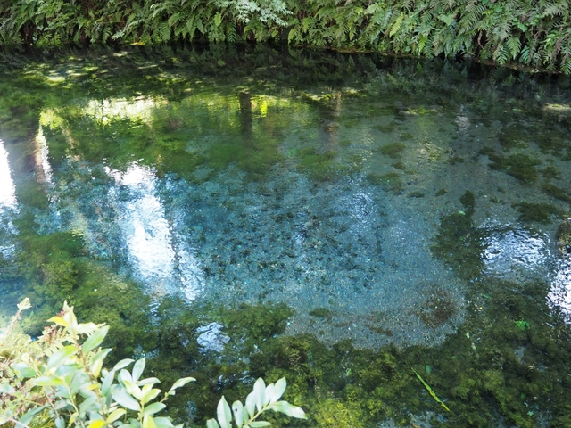 3. 「水の国」熊本。名水百選にも選ばれた水源「白川水源」