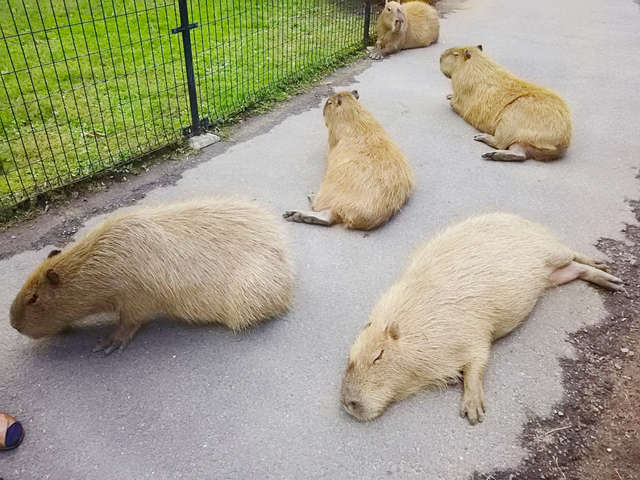 6. 大自然の中で楽しく無理なく健康作り！ 「阿蘇ファームランド」