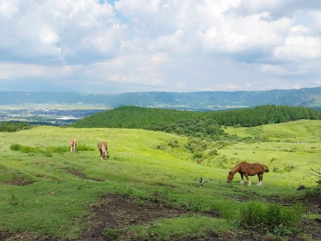 7. 火口跡の大草原に馬が草を食むのどかな風景「草千里ケ浜」