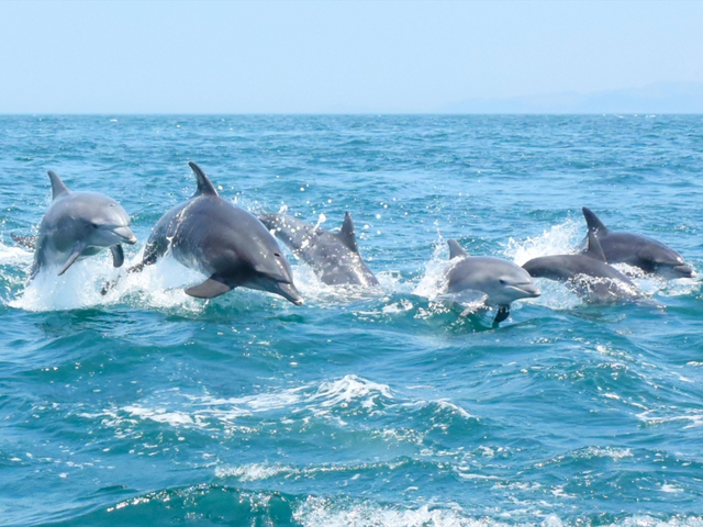 10. 遭遇率9割以上！ 至近距離でイルカを見られる「イルカウォッチング」