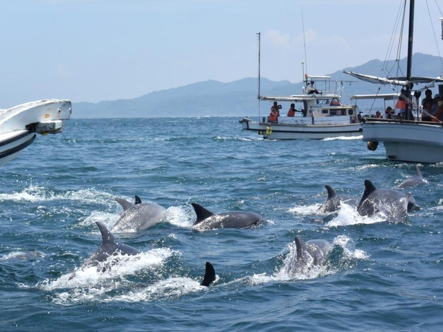 10. 遭遇率9割以上！ 至近距離でイルカを見られる「イルカウォッチング」