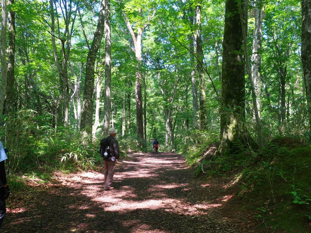 白神山地(青森県)