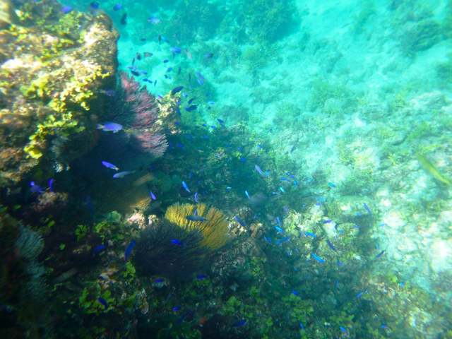 20. ヒリゾ浜 / 静岡