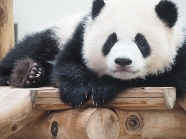 1. パンダに会いに♪ 「アドベンチャーワールド」