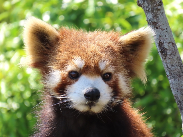 1. パンダに会いに♪ 「アドベンチャーワールド」