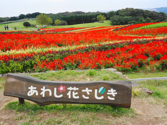 15. 【兵庫】あわじ花さじきのサルビア＆コスモス / 秋の絶景＆お花畑