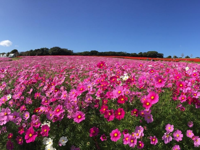 15. 【兵庫】あわじ花さじきのサルビア＆コスモス / 秋の絶景＆お花畑