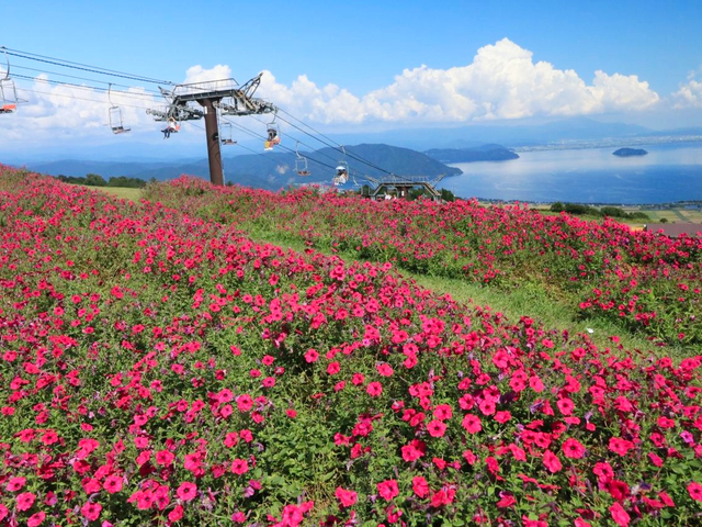 16. 【滋賀】びわこ箱館山のペチュニア / 秋の絶景＆お花畑