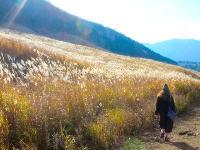 13. 【神奈川】箱根の紅葉＆ススキ / 紅葉ドライブ
