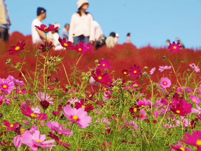 15. 【茨城】国営ひたち海浜公園のコスモス＆コキア / 秋の絶景＆お花畑