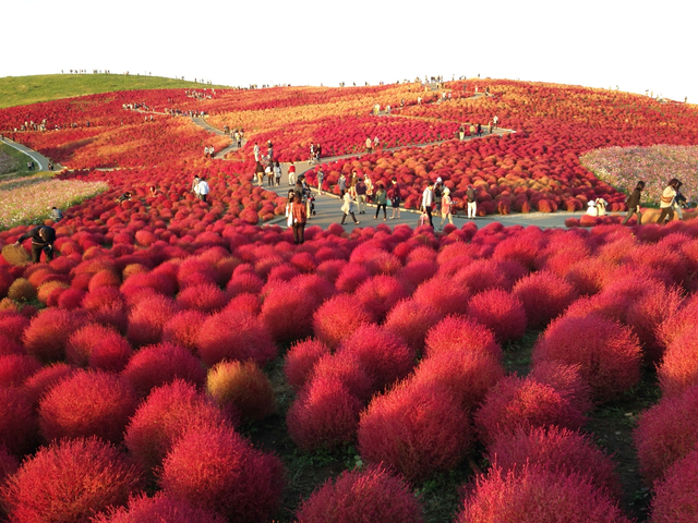 15. 【茨城】国営ひたち海浜公園のコスモス＆コキア / 秋の絶景＆お花畑
