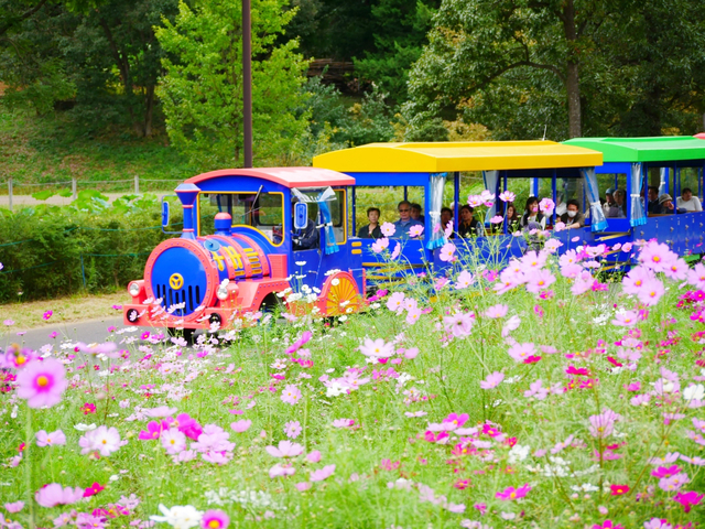 17. 【東京】国営昭和記念公園のコスモス / 秋の絶景＆お花畑