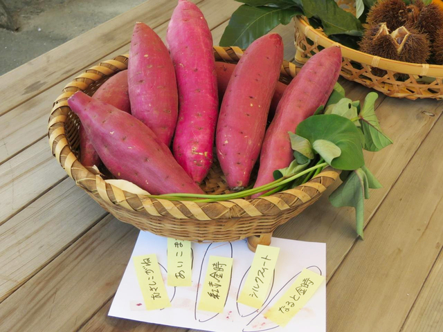9. さつま芋 / 埼玉