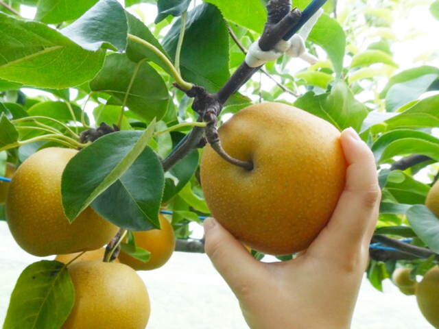 14. フルーツ狩り / 全国